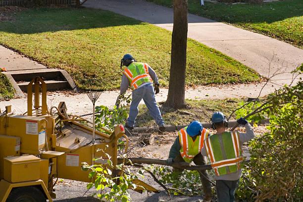 The Steps Involved in Our Tree Care Process in West Vero Corridor, FL